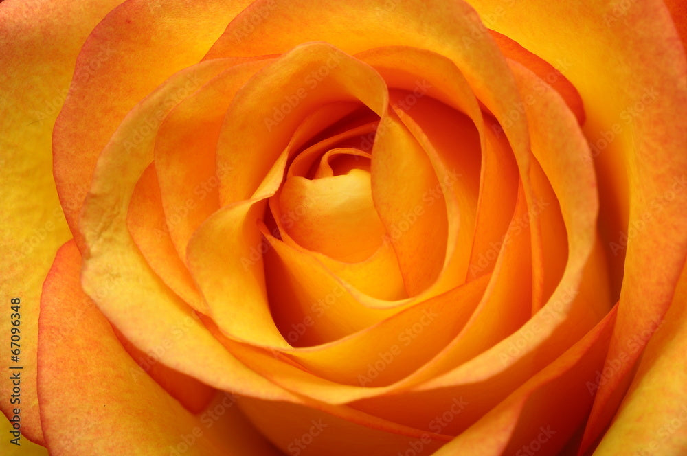 Bouquet of fresh-cut roses