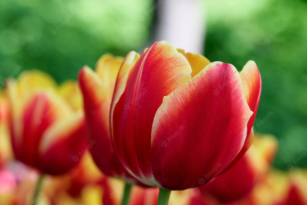 Bouquet of fresh-cut Tulips - TRAINING