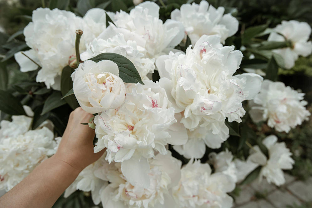 Bouquet of fresh-cut Peonies  - TRAINING