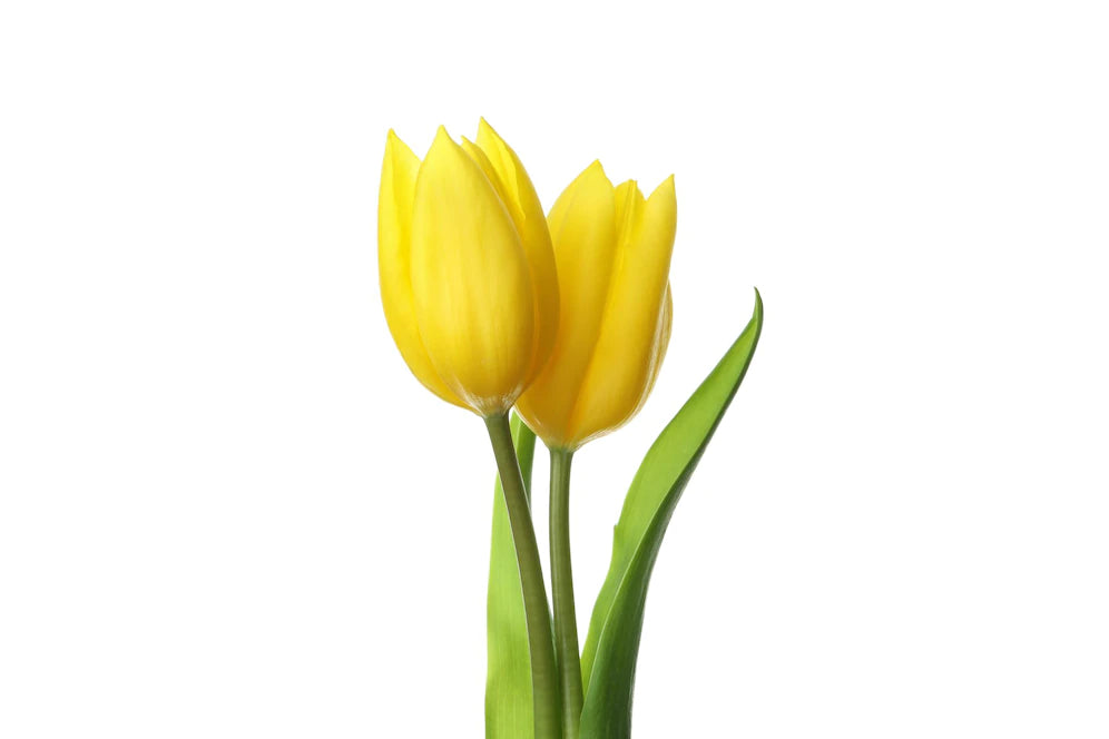 Bouquet of fresh-cut Tulips  - TRAINING